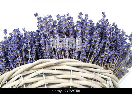 Bouquet de fleurs de lavande séchée (Lavandula) isolé sur fond blanc Banque D'Images