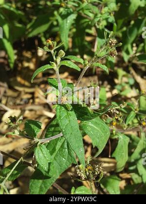 Millepertuis oriental (Sigesbeckia orientalis) Banque D'Images