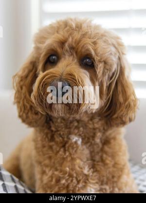 Chien Cavapoo sur le canapé, race mixte Cavalier King Charles Spaniel et Caniche Banque D'Images