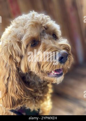 Chien Cavapoo à l'extérieur dans le jardin, race mixte de Cavalier King Charles Spaniel et Caniche Banque D'Images