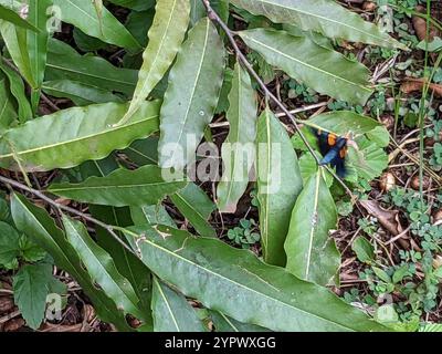 Moth de la pêche africaine (Egybolis vaillantina) Banque D'Images