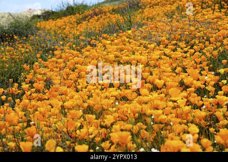 California Golden Poppy and Goldfields fleurir à Walker Canyon, Lake Elsinore, Californie. ÉTATS-UNIS. Fleurs de pavot orange vif pendant le désert de Californie super b Banque D'Images