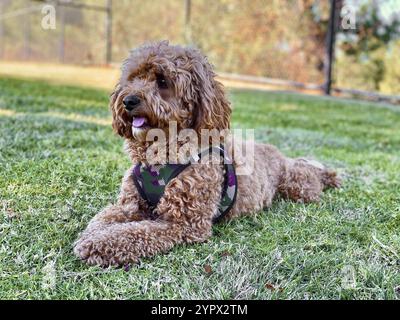 Chien Cavapoo dans le parc, race mixte de Cavalier King Charles Spaniel et Caniche Banque D'Images