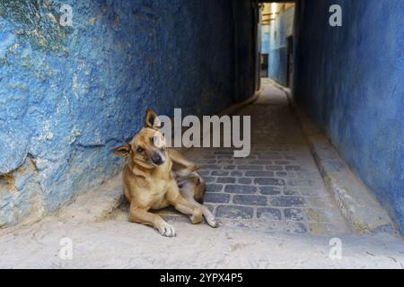 Chien errant dans une ruelle, Fes el-Bali, Fès, maroc Banque D'Images