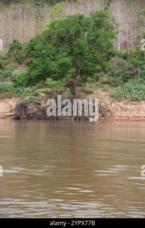 Fleuve Mékong, Laos - 9 avril 2011 : racines d'arbres exposées sur le fleuve Mékong près de Lauang Prabang, Laos Banque D'Images