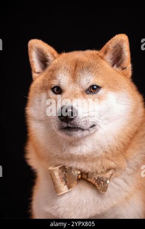 Portrait de tête de chien Shiba Inu au gingembre portant un noeud papillon décoré de paillettes dorées sur fond noir. Banque D'Images