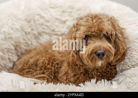 Chien Cavapoo dans son lit, race mixte Cavalier King Charles Spaniel et Caniche Banque D'Images