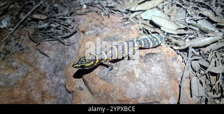 Gecko de velours marbré du Nord (Oedura marmorata) Banque D'Images