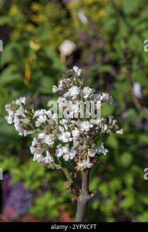 Le lilas commun (Syringa vulgaris, Krasavitsa Moskvy), également connu sous le nom de lilas français ou simplement le lilas fleurissant dans le jardin Banque D'Images