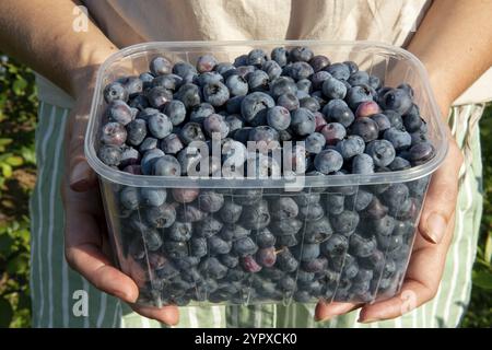 Femme tenant le bleuet européen (Vaccinium myrtillus) dans ses mains. Myrtille, blaeberry, wimberry et whortleberry gros plan Banque D'Images