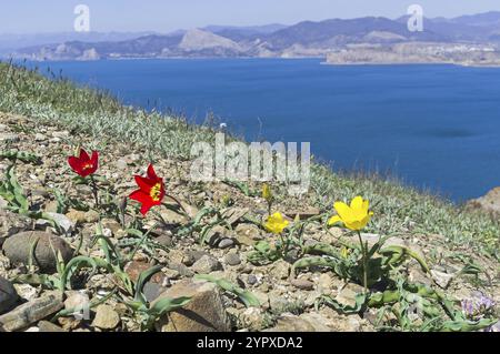 Tulipe de Schrenck (lat. Tulipa suaveolens) sur une pente de montagne rocheuse argileuse sur fond de paysage marin. Cap Meganom, Crimée, fin avril Banque D'Images