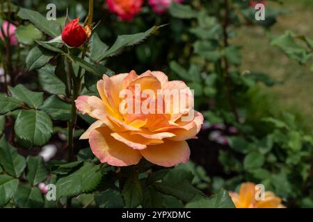 À propos de face Rose fleurs poussant dans le jardin. États-Unis. Banque D'Images