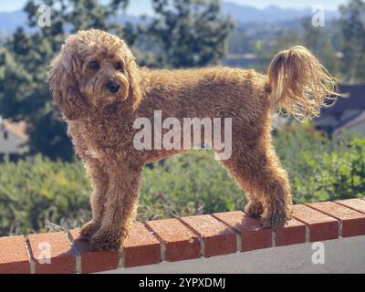 Chien Cavapoo à l'extérieur dans le jardin, race mixte de Cavalier King Charles Spaniel et Caniche Banque D'Images