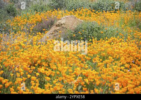 California Golden Poppy and Goldfields fleurir à Walker Canyon, Lake Elsinore, Californie. ÉTATS-UNIS. Fleurs de pavot orange vif pendant le désert de Californie super b Banque D'Images