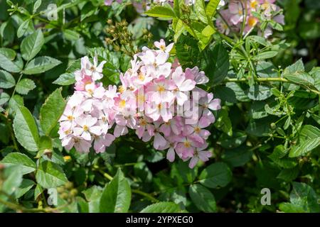 Look-A-like Phloxy Baby Rose fleurs poussant dans le jardin. États-Unis. Banque D'Images