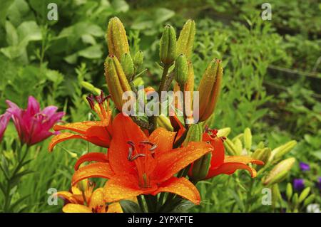 Beaux lis oranges en fleurs avec des gouttes d'eau sur les pétales après la pluie. Journée d'été ensoleillée Banque D'Images