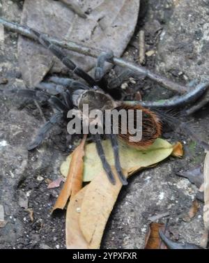 Tarentule rouge mexicaine (vagans de Tliltocatl) Banque D'Images