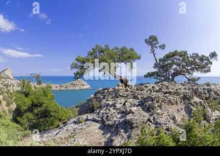 Deux vieilles genévriers reliques courbes (Juniperus excelsa). sur un rocher au-dessus de la mer. Karaul-Oba, Novyy Svet, Crimée Banque D'Images