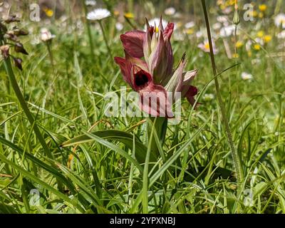 Orchidée rare de langue (Serapias negecta) Banque D'Images