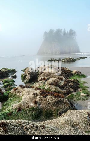 L'accent est mis sur les roches couvertes d'algues au premier plan et une île côtière enveloppée de brume en arrière-plan. Banque D'Images