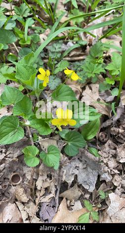 Violet jaune lisse (Viola eriocarpa) Banque D'Images