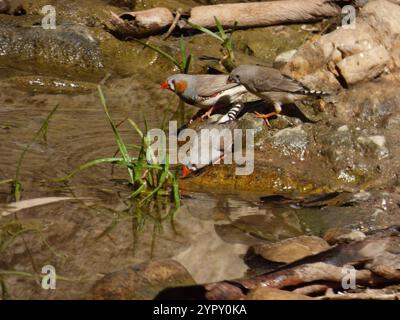 Finnois zèbre australien (Taeniopygia guttata castanotis) Banque D'Images