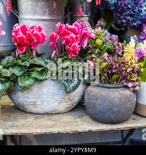 Un bel arrangement de fleurs remplit le jardin : amaranthus, lis Bourgogne, hellebores, hortensias, cyclamens, anémones, roses, œillets et Banque D'Images
