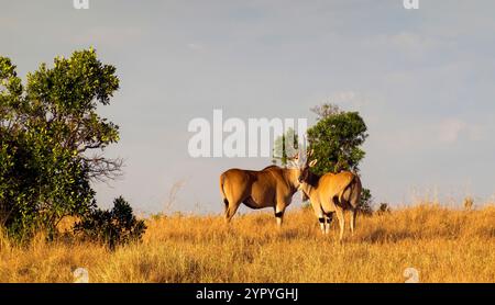 Antilopes d'Eland Masai Mara, Kenya, Afrique de l'est Banque D'Images