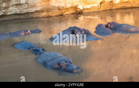 Hippopotames en rivière dans le Masai Mara, Kenya, Afrique de l'est Banque D'Images