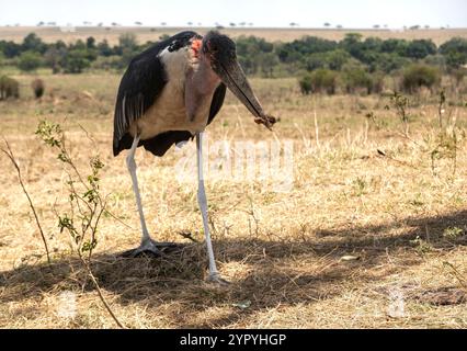 Marabou Stork, Masai Mara, Kenya, Afrique de l'est Banque D'Images