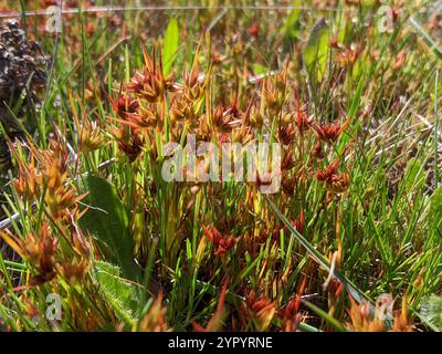 Ruée naine (Juncus capitatus) Banque D'Images