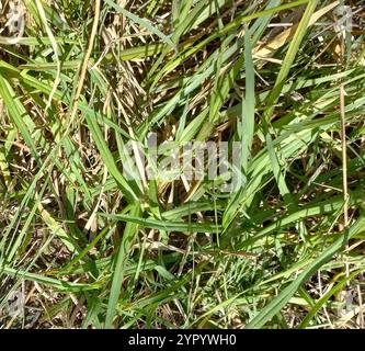 Herbe de Kikuyu (Cenchrus clandestinus) Banque D'Images