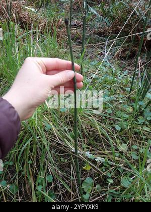 Gruau de l'ouest (Equisetum hyemale affine) Banque D'Images