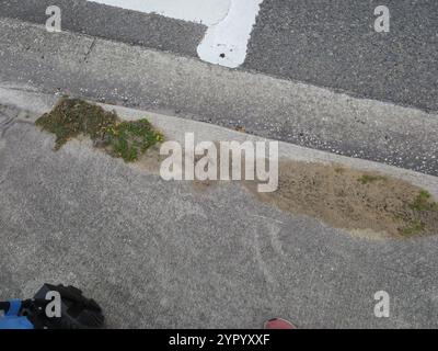 Ant de feu importé rouge (Solenopsis invicta) Banque D'Images