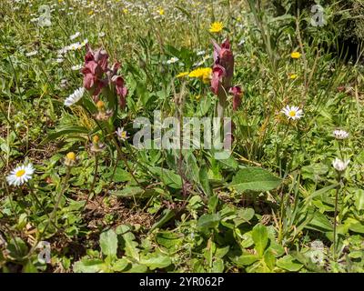 Orchidée rare de langue (Serapias negecta) Banque D'Images