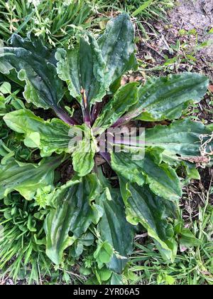 Plantain américain (Plantago rugelii) Banque D'Images