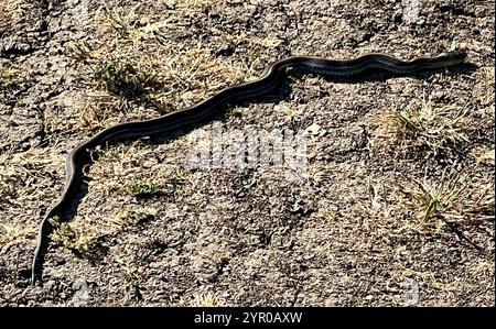 Serpent à jarretière de Diablo Range (Thamnophis atratus zaxanthus) Banque D'Images