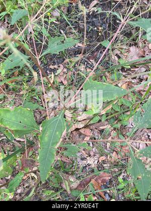 Millepertuis oriental (Sigesbeckia orientalis) Banque D'Images