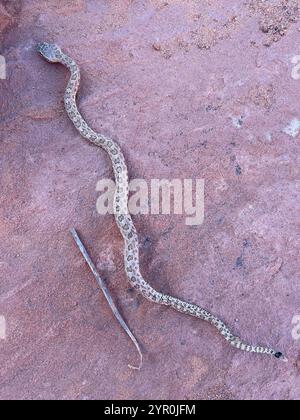 Midget a disparu à Crotale de l'Ouest (Crotalus oreganus concolor) Banque D'Images