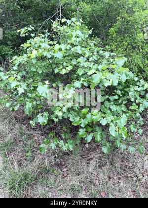 Rougeole du Texas (Cercis canadensis texensis) Banque D'Images