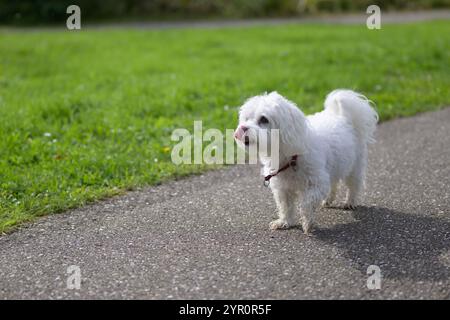 Un petit chien blanc et moelleux se tient sur un chemin pavé, léchant son nez. Le chien porte un collier rouge, ajoutant une touche de couleur sur sa fourrure douce. Banque D'Images