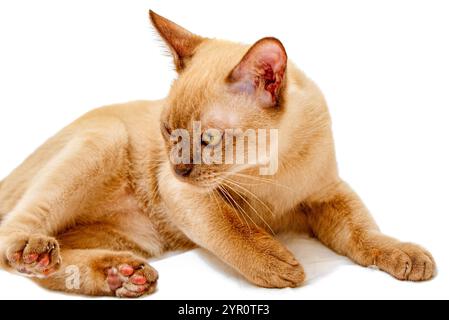 Kitty Cat birman chocolat couleur, est une race de chat domestique, originaires de Thaïlande, soupçonnés d'avoir ses racines près de l'actuelle zone. Banque D'Images