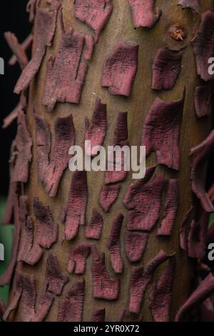 Une macro photo de Madrone du Pacifique (Arbutus menziesii) écorce fissurant, pelant et lâchant du tronc de l'arbre. Banque D'Images