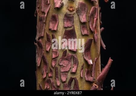 Une macro photo de Madrone du Pacifique (Arbutus menziesii) écorce fissurant, pelant et lâchant du tronc de l'arbre. Banque D'Images