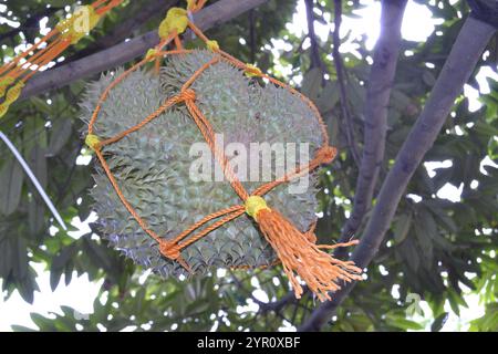 Un gros fruit durian brun verdâtre mûrit sur une petite branche d'arbre, tenue dans un panier de corde de nylon orange Banque D'Images