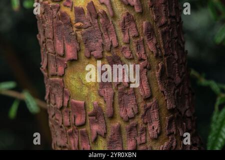 Une macro photo de Madrone du Pacifique (Arbutus menziesii) écorce fissurant, pelant et lâchant du tronc de l'arbre. Banque D'Images