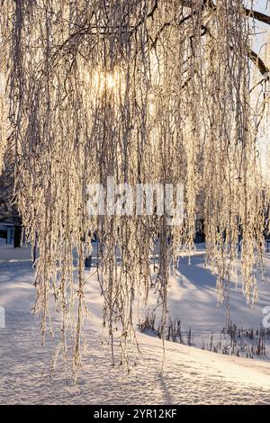 Suspendre des branches de bouleau avec du givre au soleil par une froide journée d'hiver Banque D'Images