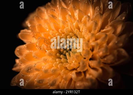 Fleur de chrysanthème Banque D'Images