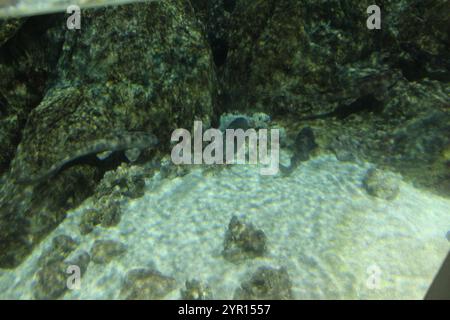 Chiloscyllium punctatum nageant sur fond d'eau de sable dans un aquarium. Poisson prédateur. Banque D'Images