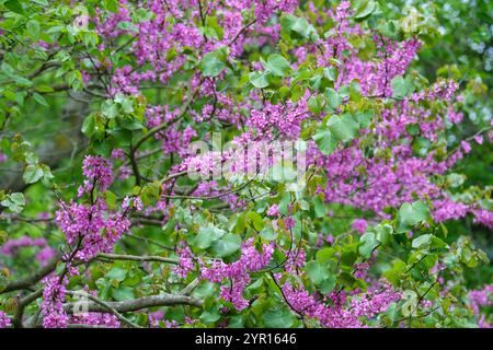 Cercis siliquastrum, arbre de Judas, arbre d'amour, grappes roses, en forme de pois, fleurs Banque D'Images